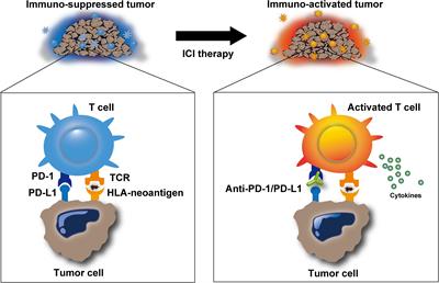 DNA Repair and Signaling in Immune-Related Cancer Therapy